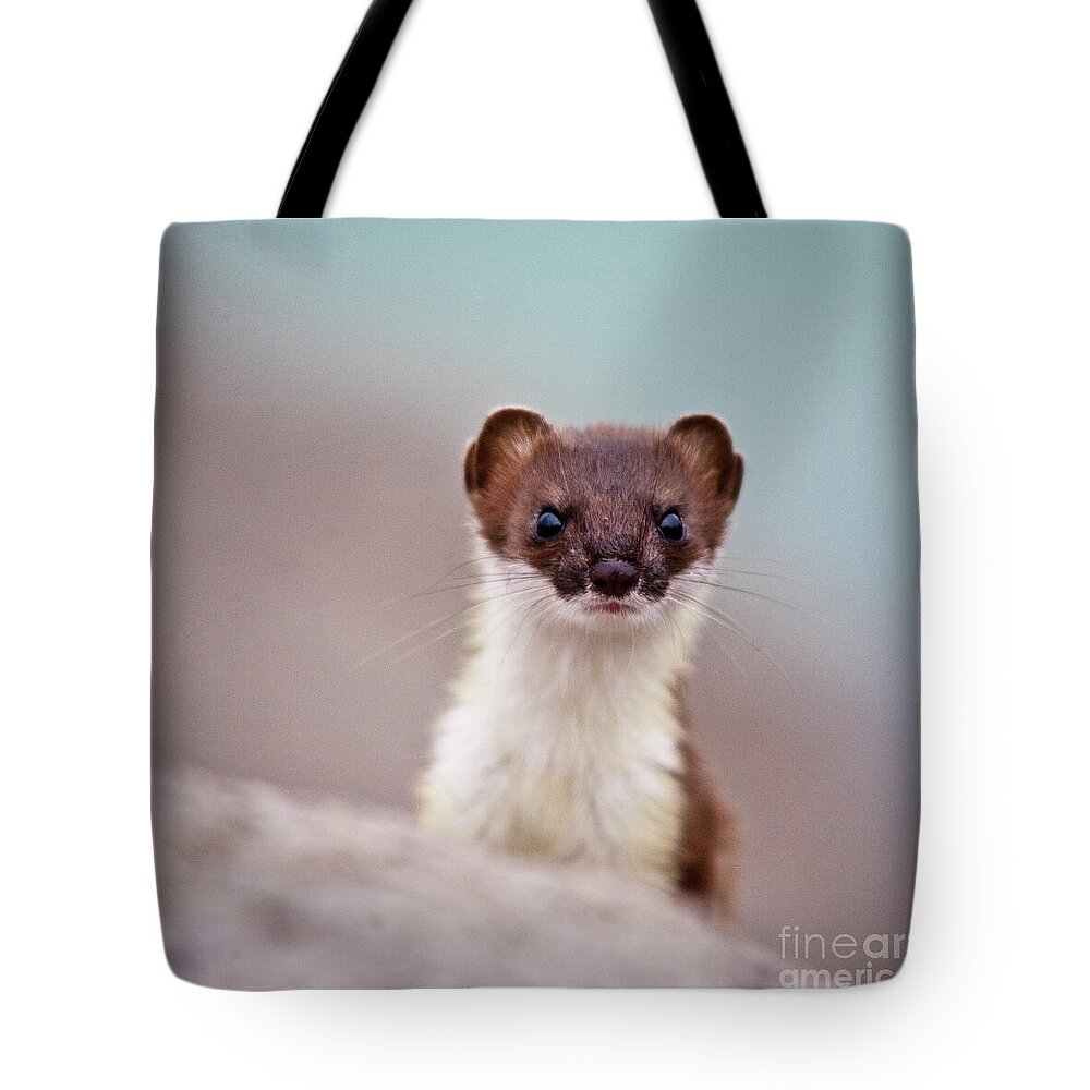 Weasel Tote Bag featuring the photograph Where is the fish by Heiko Koehrer-Wagner