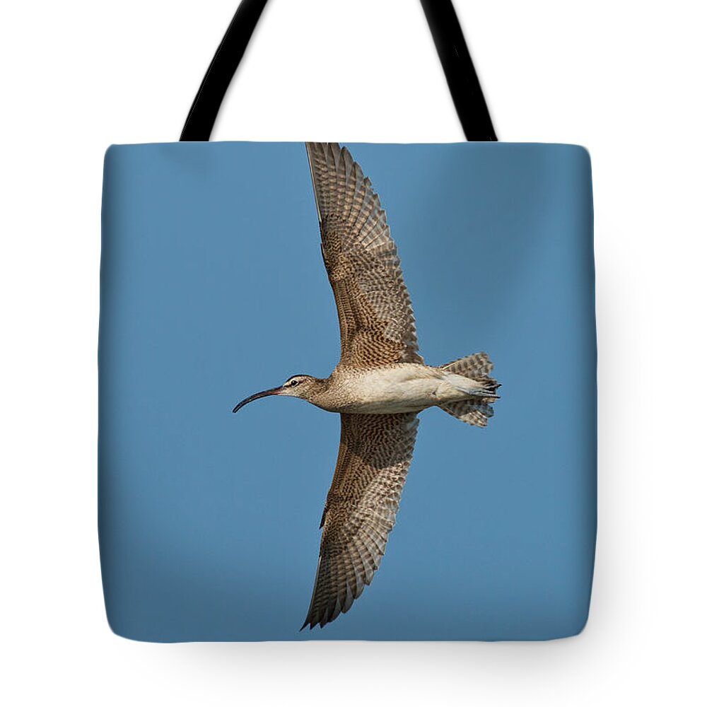 Fauna Tote Bag featuring the photograph Whimbrel In Flight by Anthony Mercieca