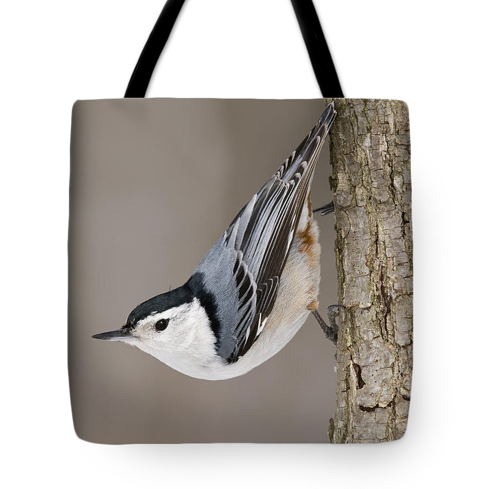 535817 Tote Bag featuring the photograph White-breasted Michigan by Steve Gettle