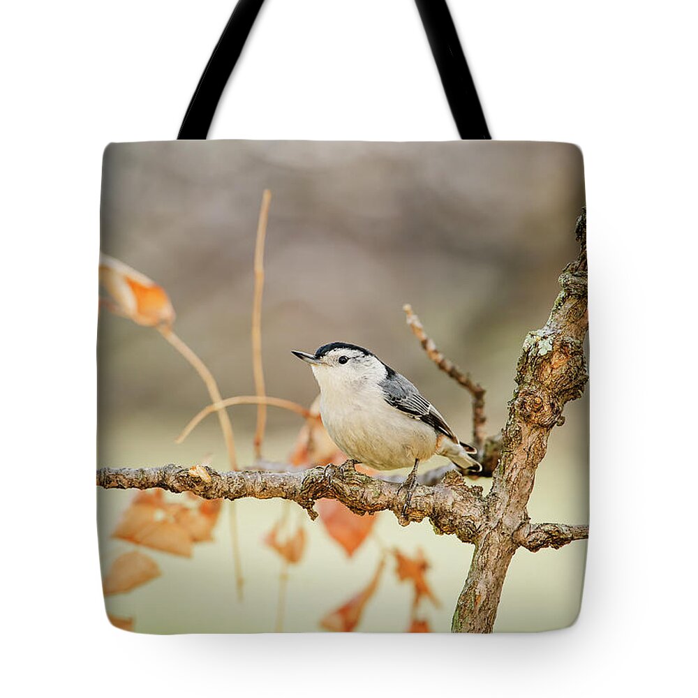 Songbird Tote Bag featuring the photograph White-breasted Nuthatch Sitta by Tom Patrick / Design Pics