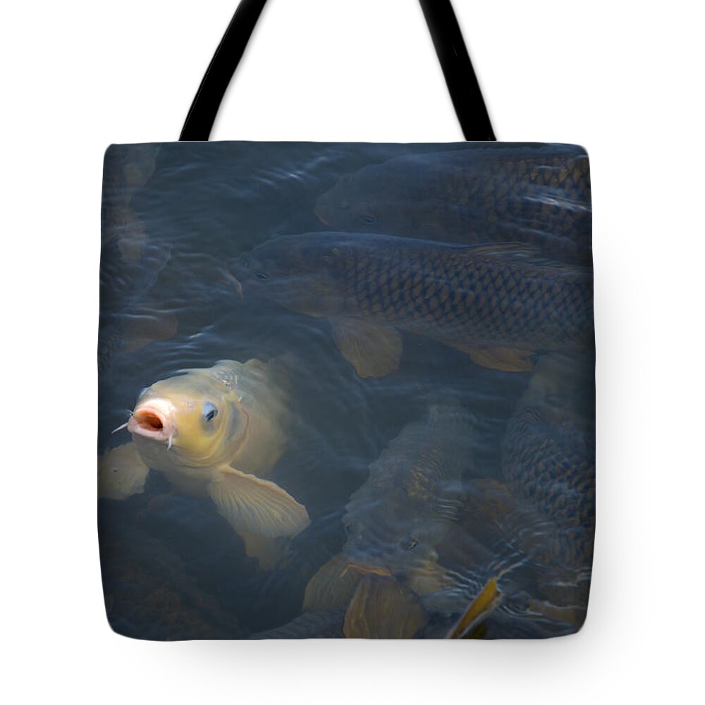 Fish Tote Bag featuring the photograph White carp in the lake by Flees Photos