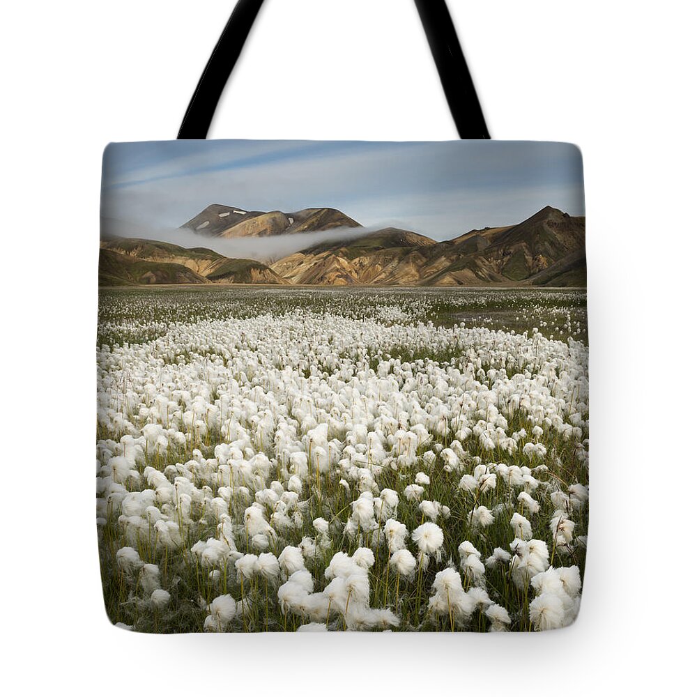 Feb0514 Tote Bag featuring the photograph White Cottongrass Landmannalaugar by Rob Brown
