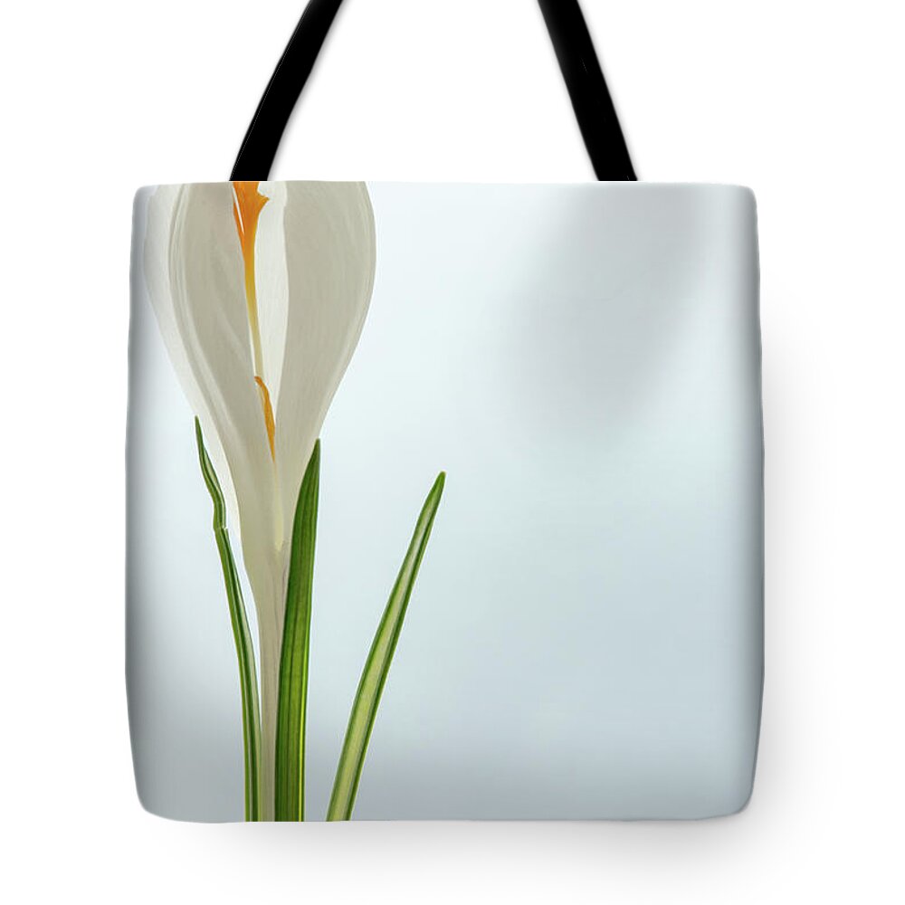 Clear Sky Tote Bag featuring the photograph White Crocus by Daniel Kulinski