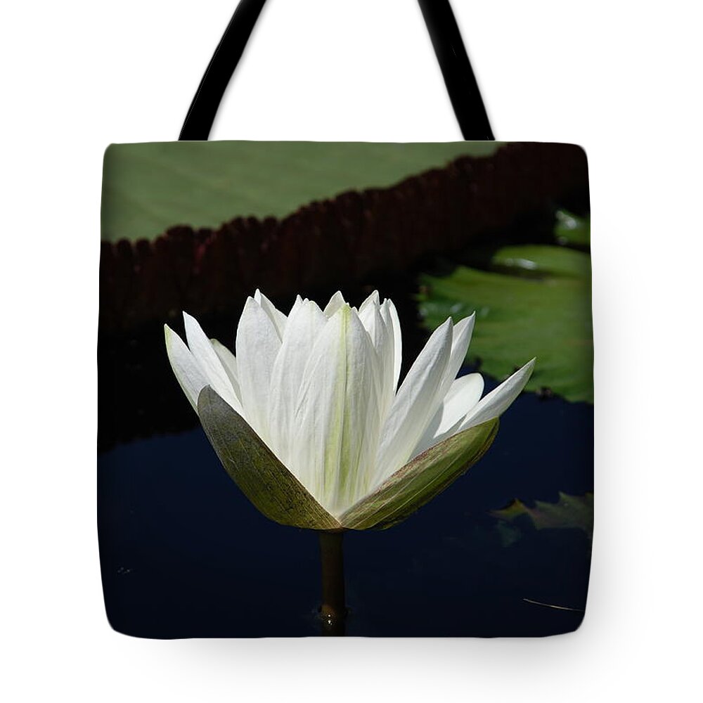 Water Tote Bag featuring the photograph White Flower Growing Out of Lily Pond by Jennifer Ancker