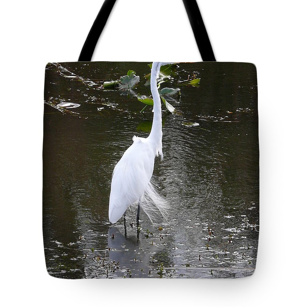Wildlife Tote Bag featuring the photograph White Heron by Amanda Mohler