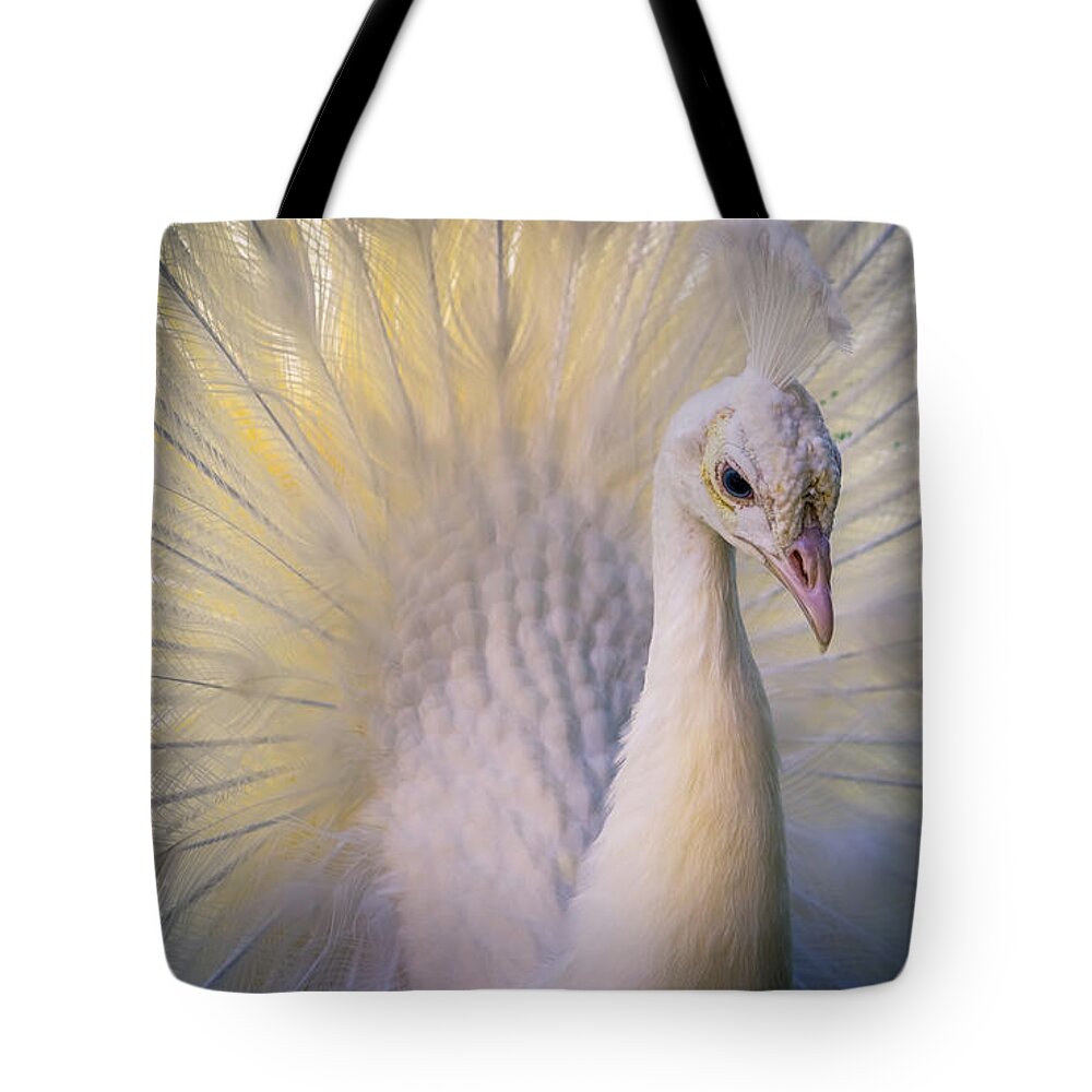 Albinism Tote Bag featuring the photograph White Indian Peafowl by Traveler's Pics