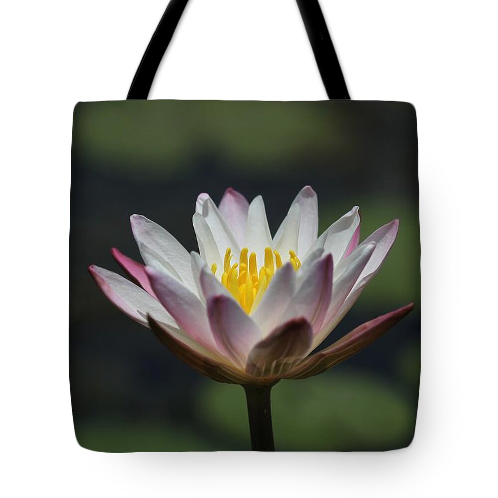 Flower Photographs Tote Bag featuring the photograph White Lotus by Ramabhadran Thirupattur
