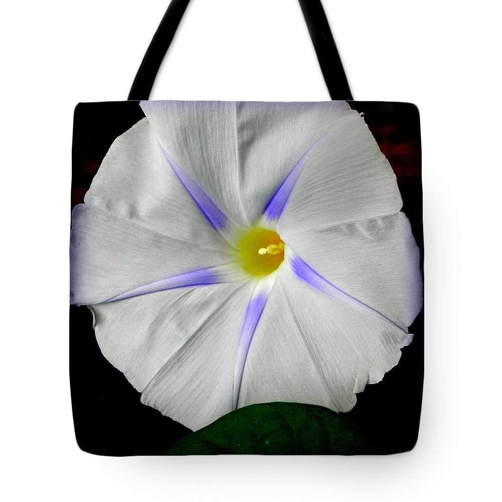 Morning Glory Tote Bag featuring the photograph White Morning by Kim Galluzzo