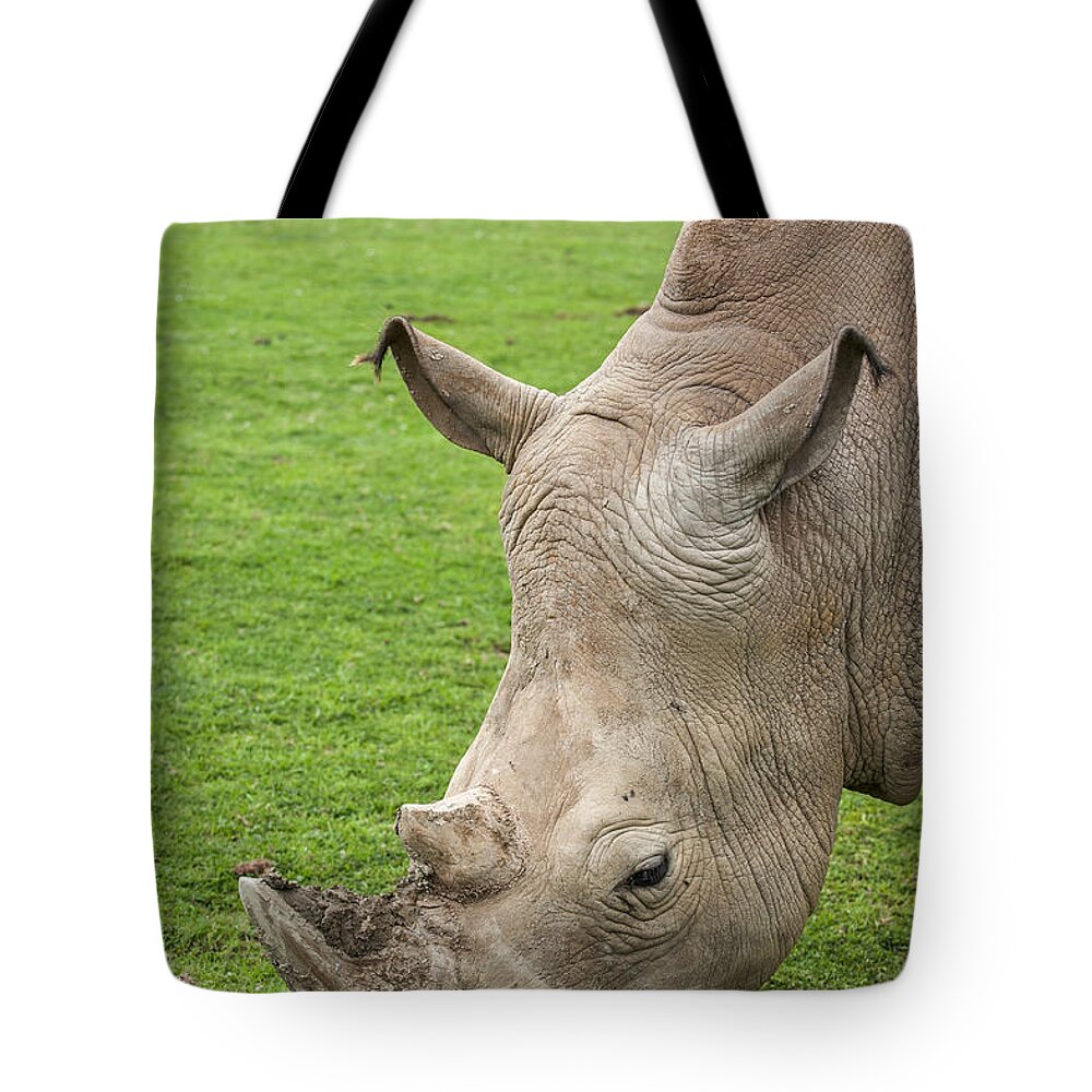 White Rhino Tote Bag featuring the photograph White rhino 15 by Arterra Picture Library