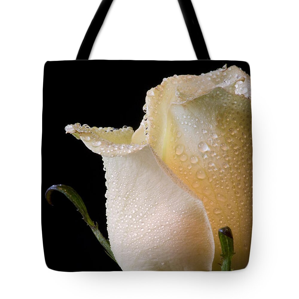 Rose Tote Bag featuring the photograph White Rose Close-Up by Don Johnson