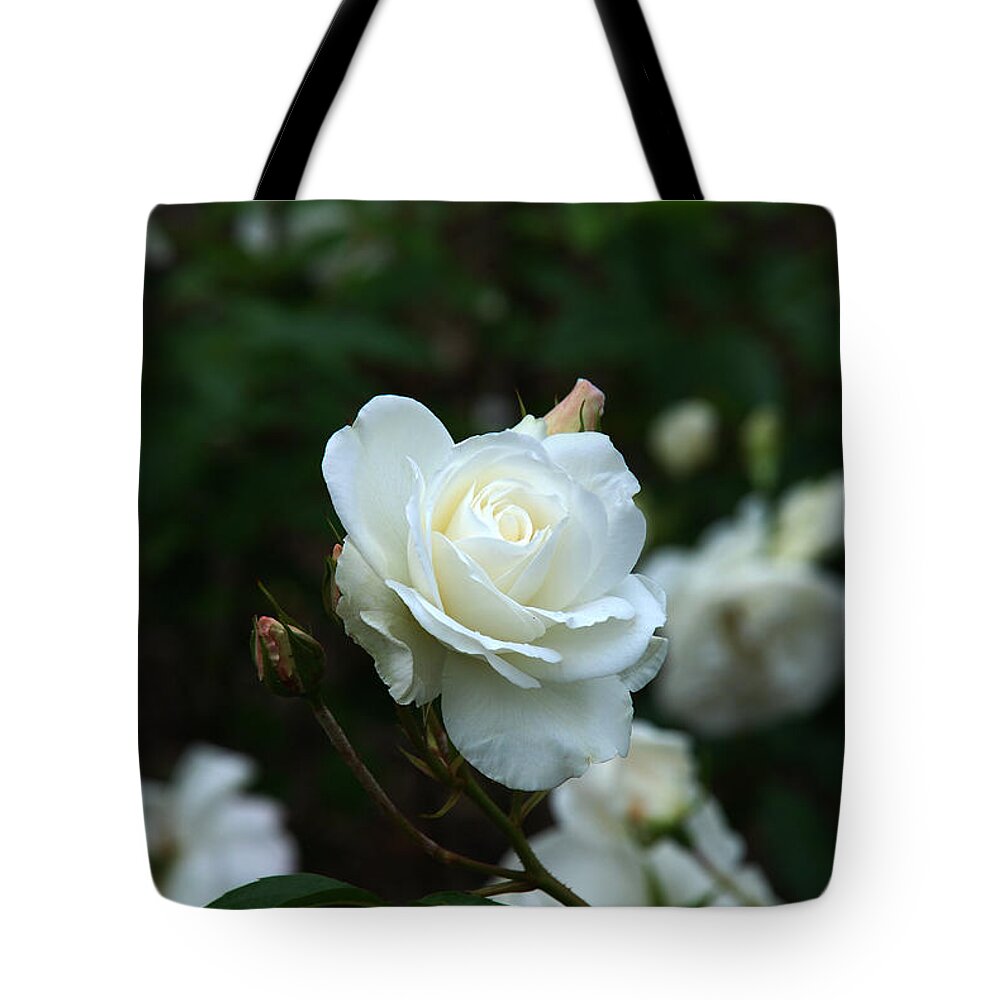 White Rose Tote Bag featuring the photograph White Rose by Richard Gibb