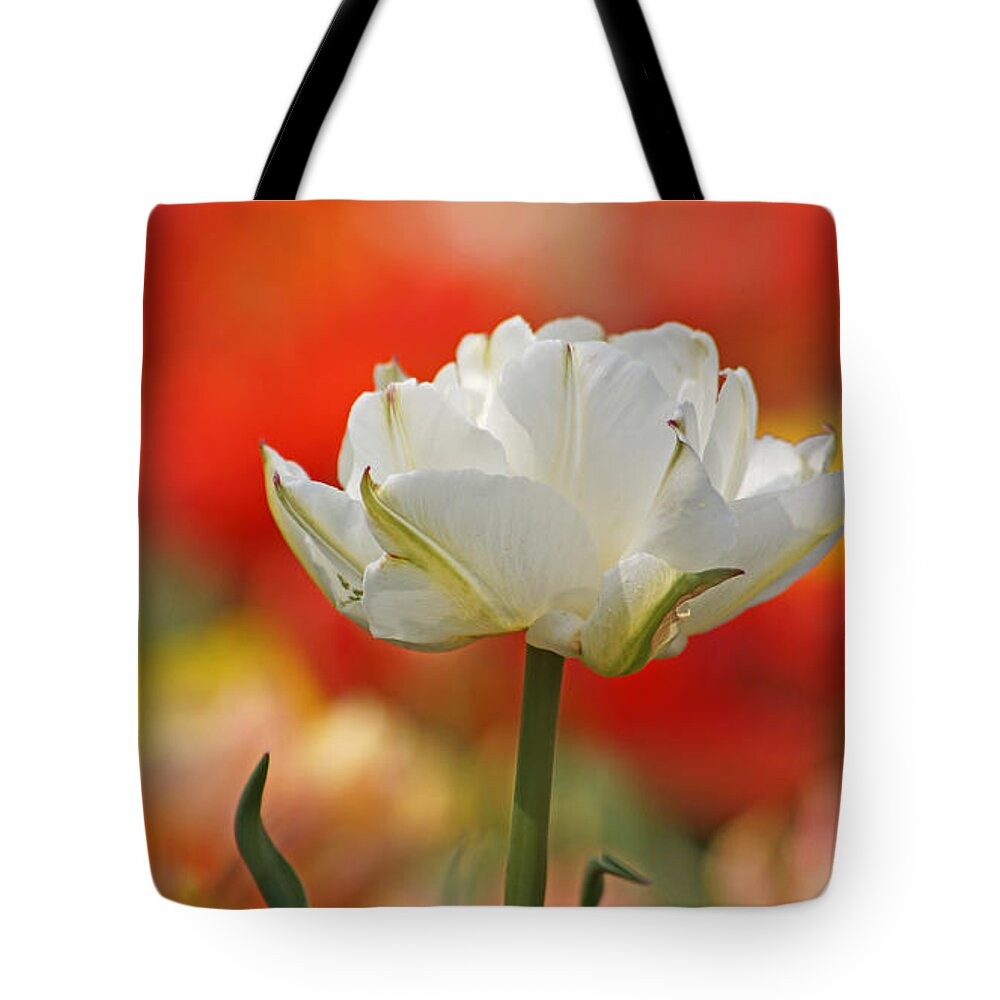 Tulip Tote Bag featuring the photograph White Tulip Weisse gefuellte Tulpe by Eva-Maria Di Bella