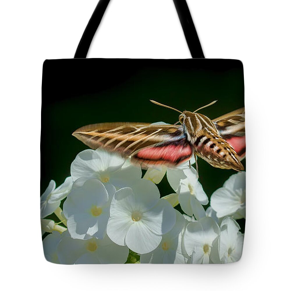Hummingbird Moth Tote Bag featuring the photograph Whitelined Sphinx Moth - Hawk-moth - Hummingbird Moth by Nikolyn McDonald