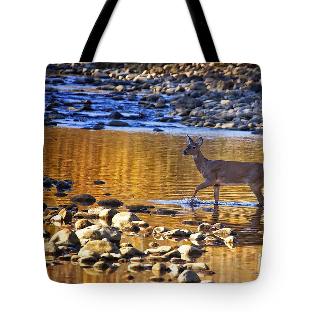 Whitetail Doe Tote Bag featuring the photograph Whitetail Doe Crossing the Buffalo National River by Michael Dougherty