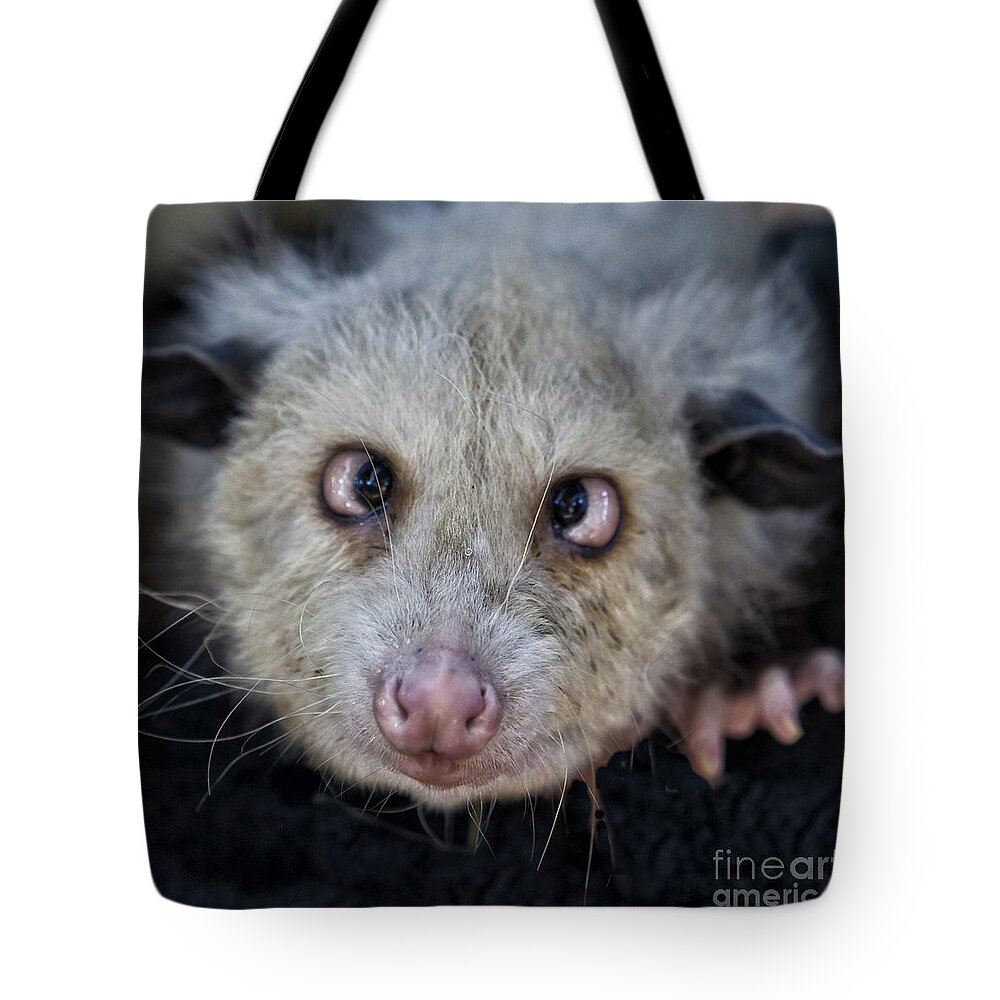 Possum Tote Bag featuring the photograph Who You Lookin At by Timothy Hacker