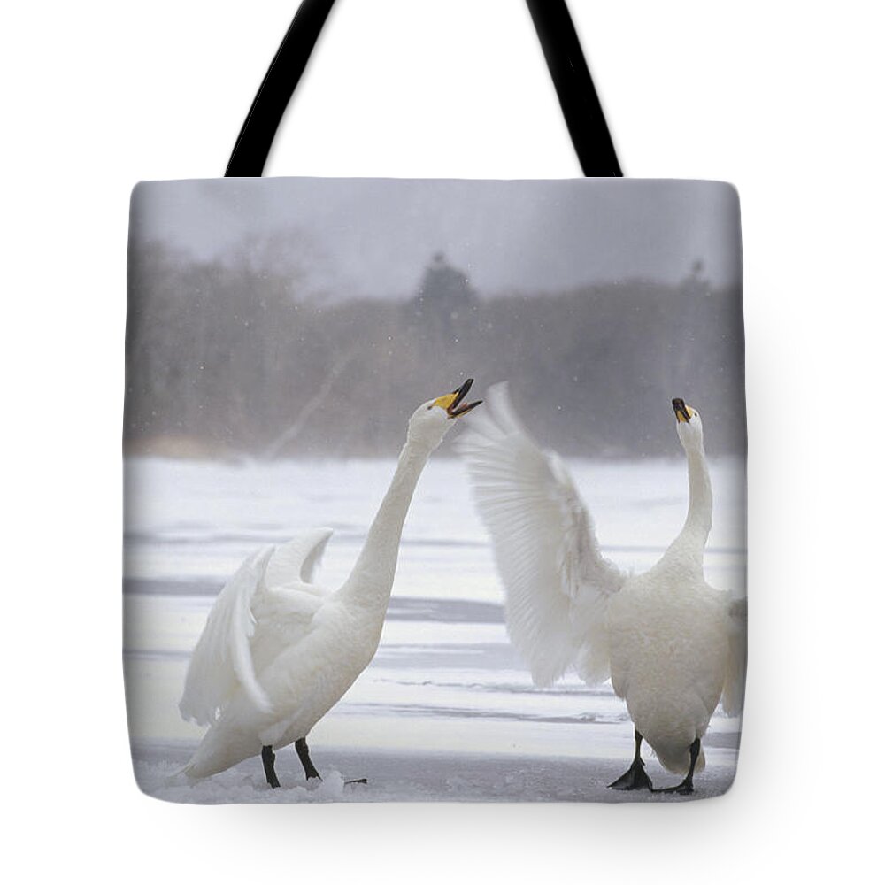 Feb0514 Tote Bag featuring the photograph Whooper Swans Arguing Hokkaido Japan by Konrad Wothe