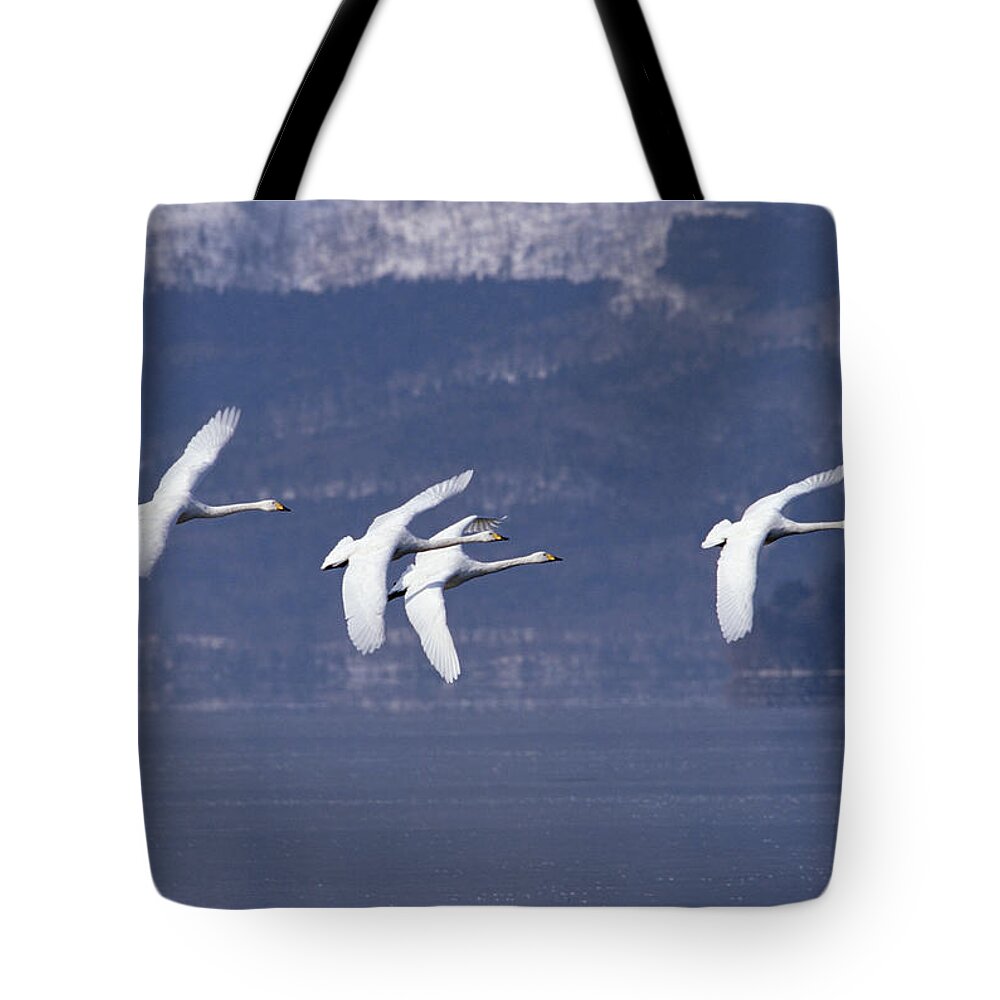 Feb0514 Tote Bag featuring the photograph Whooper Swans Flying Hokkaido Japan by Konrad Wothe