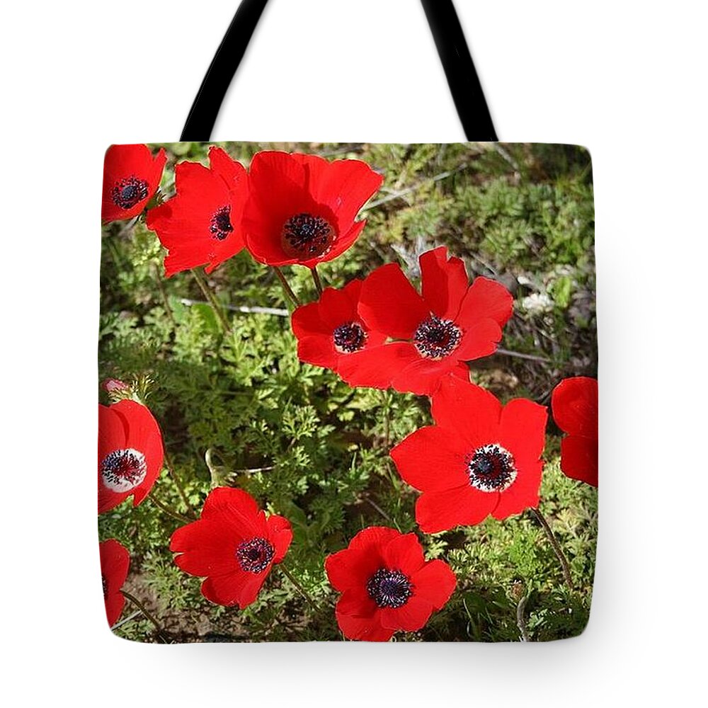 Anemone Coronaria Tote Bag featuring the photograph Wild Anemone Flowers In A Spring Field by Taiche Acrylic Art