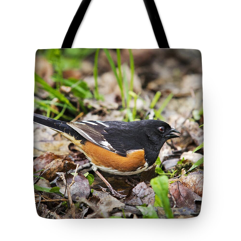Bird Tote Bag featuring the photograph Eastern Towhee Bird by Christina Rollo