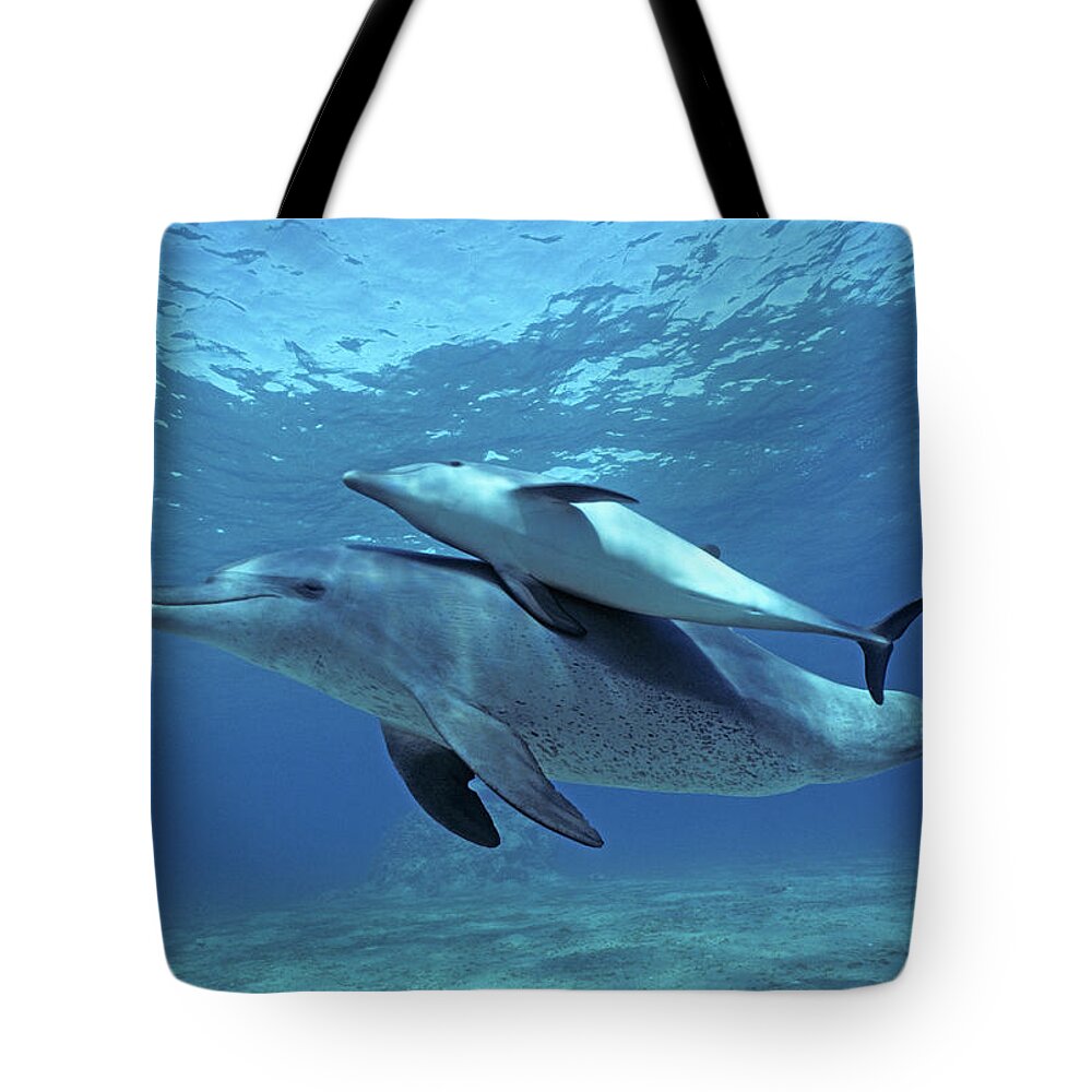 Horizontal Tote Bag featuring the photograph Wild Bottlenose Dolphins Mother & Calf by Jeff Rotman