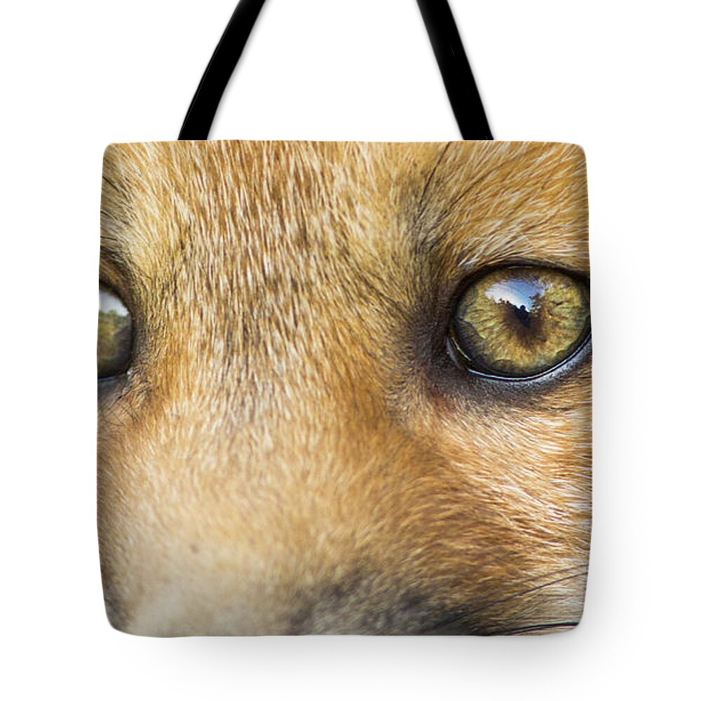 Peekaboo Tote Bag featuring the photograph Wild eyes by Mircea Costina Photography