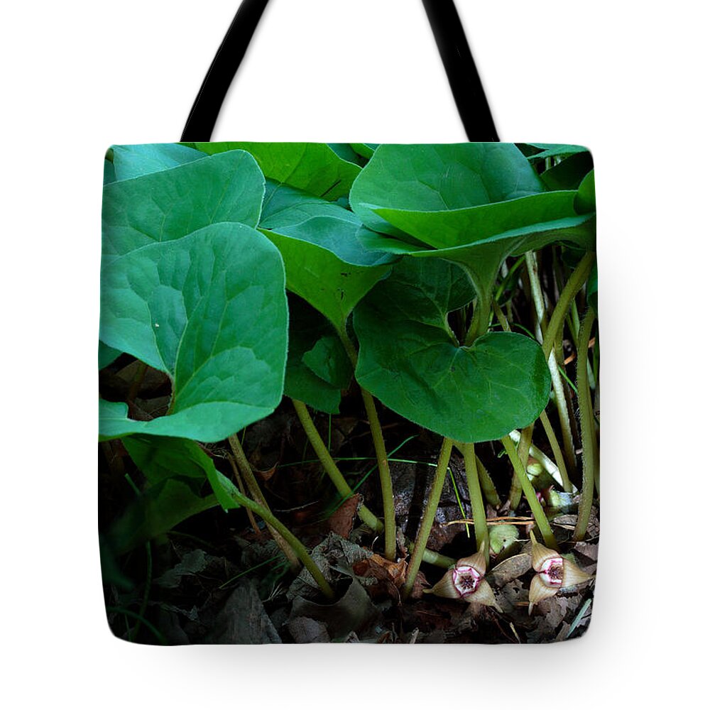 Wild Ginger Tote Bag featuring the photograph Wild Ginger or Asarum canadense by Daniel Reed
