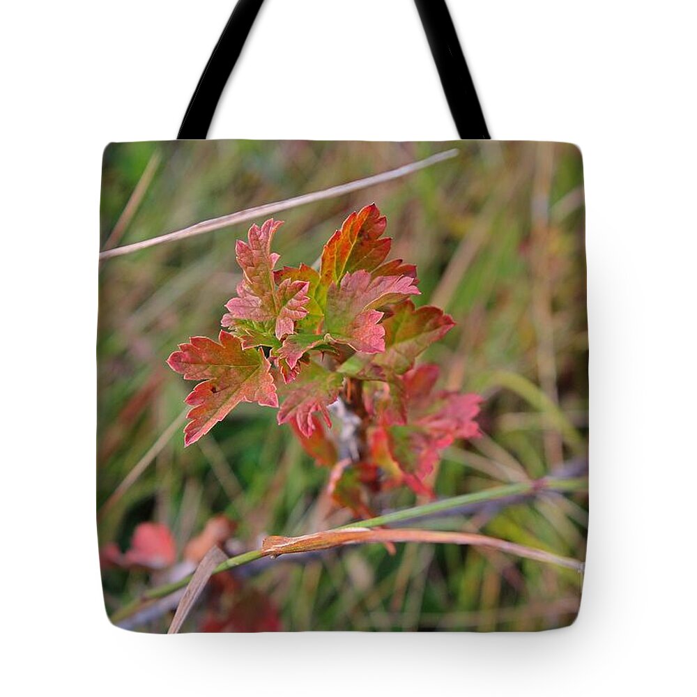 Fall Tote Bag featuring the photograph Wild Gooseberry Leaves by Ann E Robson