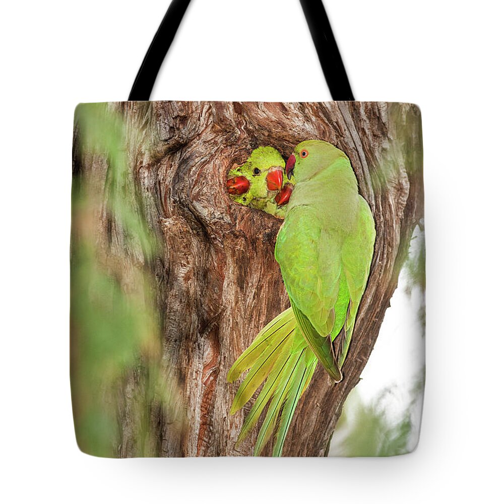 Security Tote Bag featuring the photograph Wild Rose-ringed Parakeet Psittacula by Photostock-israel