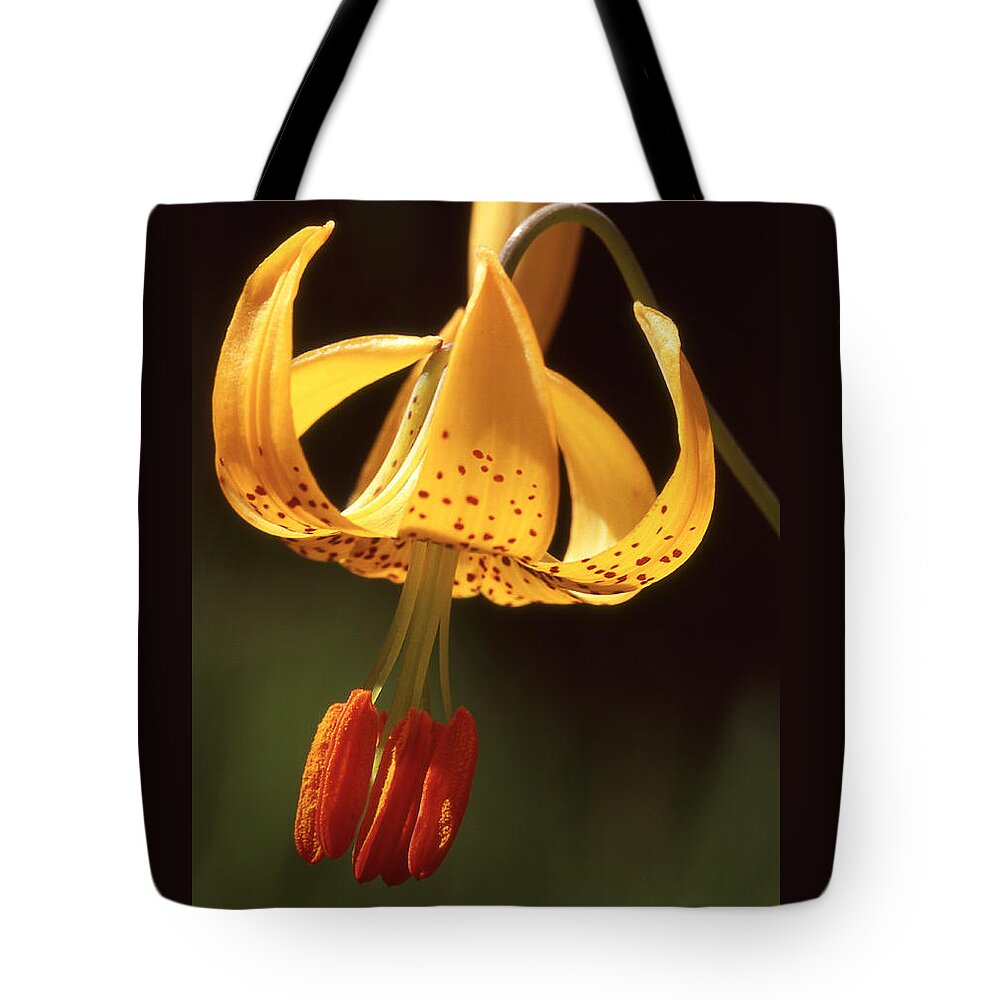 Woods Tote Bag featuring the photograph Wild Tiger Lily by Ginny Barklow
