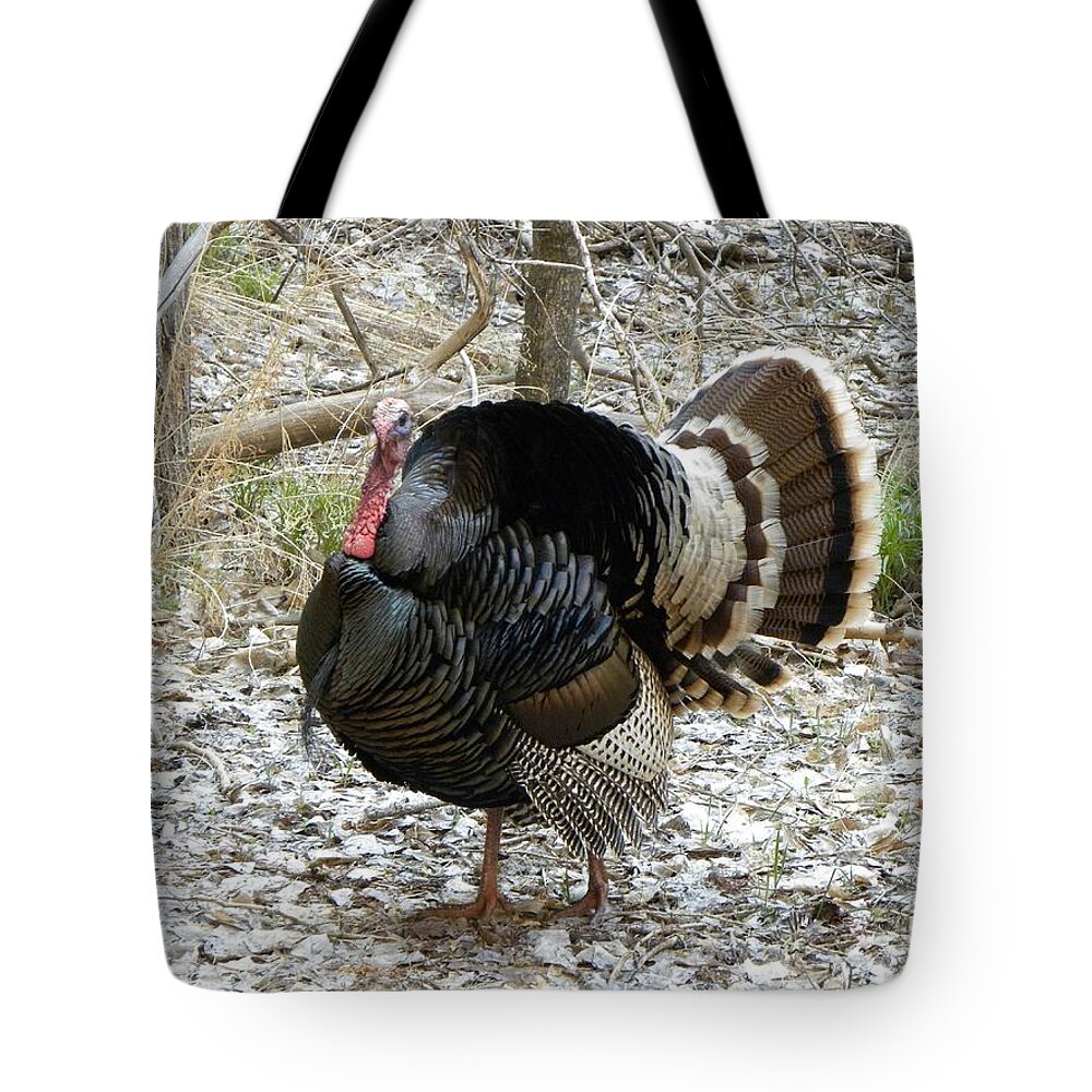 Animal Tote Bag featuring the photograph Wild Turkey Mnt Zion UT by Margarethe Binkley