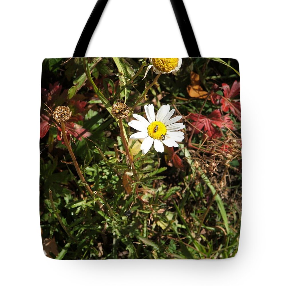 Insect Tote Bag featuring the photograph Wildflower @ Kit Carson by Ron Monsour