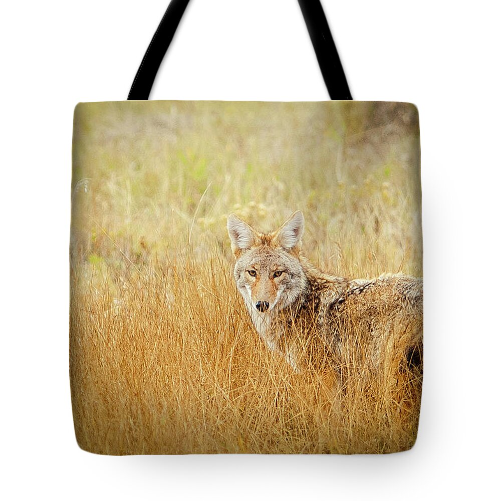 Grass Tote Bag featuring the photograph Wildlife Coyote Animal Hunting In Field by John Bielick Photography