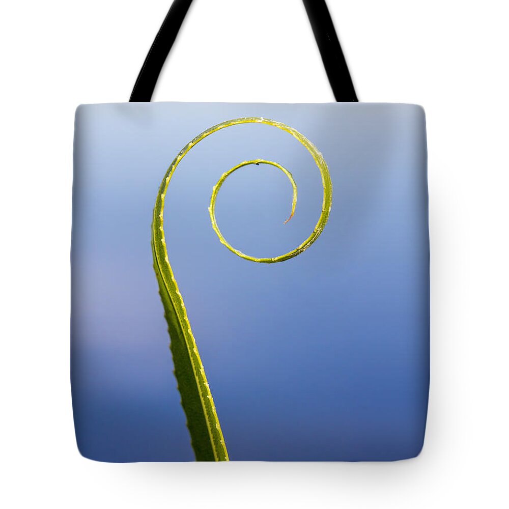 Leaf Tote Bag featuring the photograph Willow Leaf Spiral by Steven Schwartzman