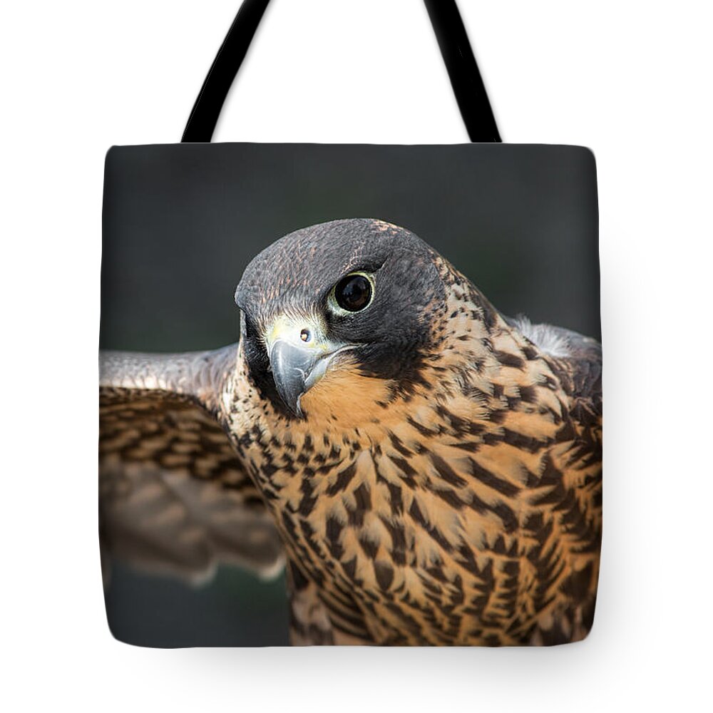 Falcon Tote Bag featuring the photograph Winged Portrait by Dale Kincaid