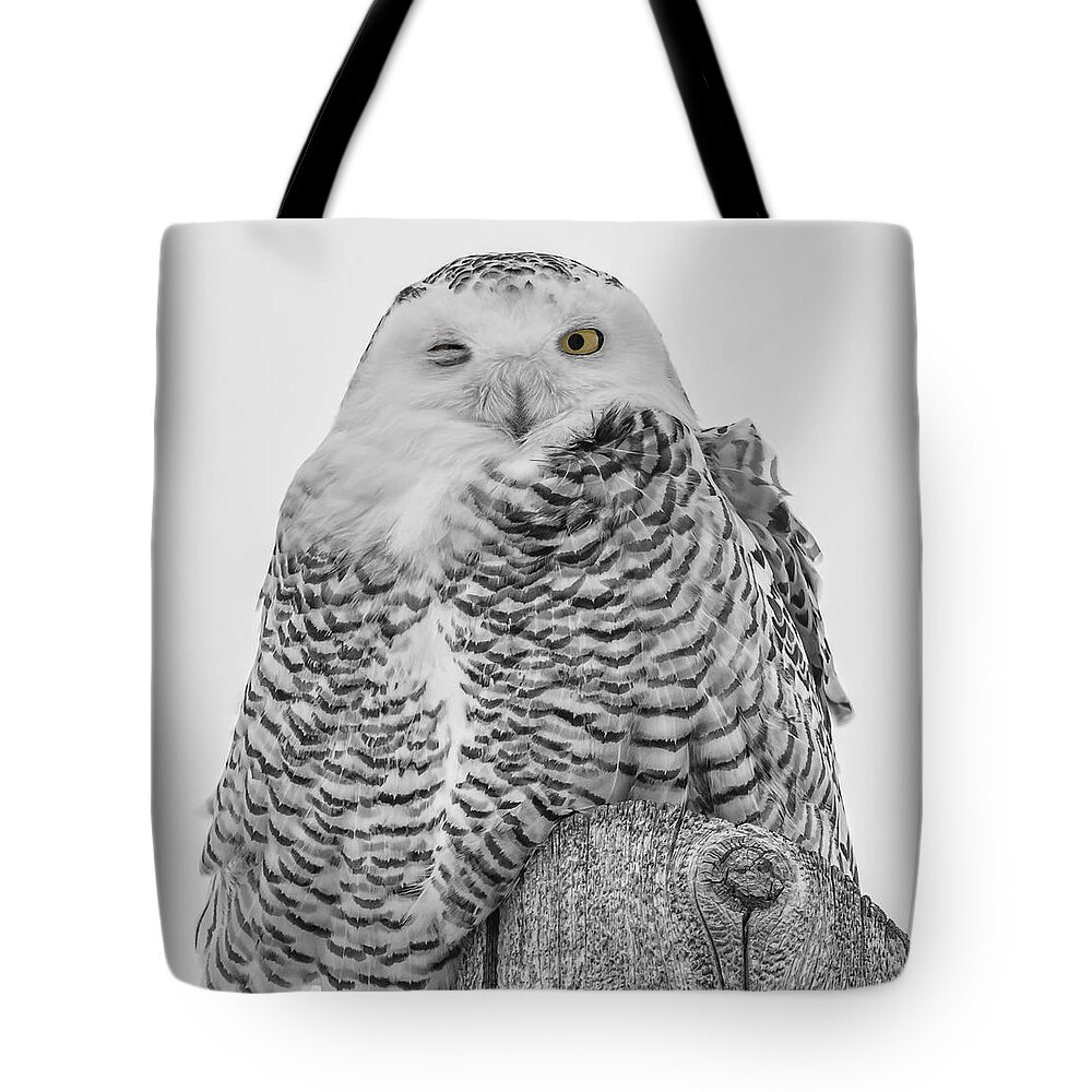 Snowy Owl (bubo Scandiacus) Tote Bag featuring the photograph Winking Snowy Owl Black and White by Thomas Young