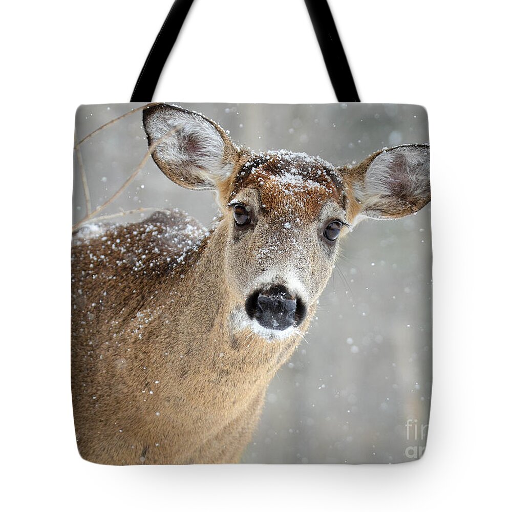 Deer Tote Bag featuring the photograph Winter Buck by Amy Porter