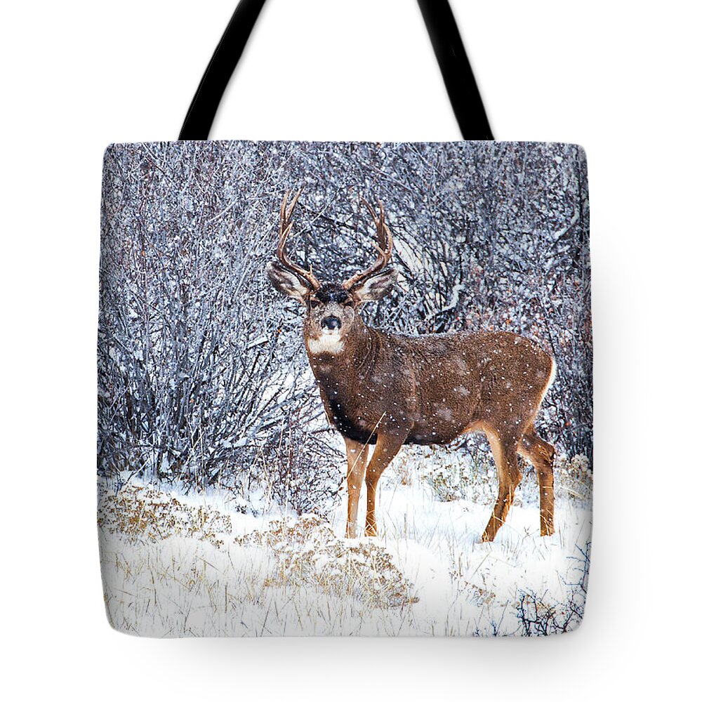  River Tote Bag featuring the photograph Winter Buck by Darren White