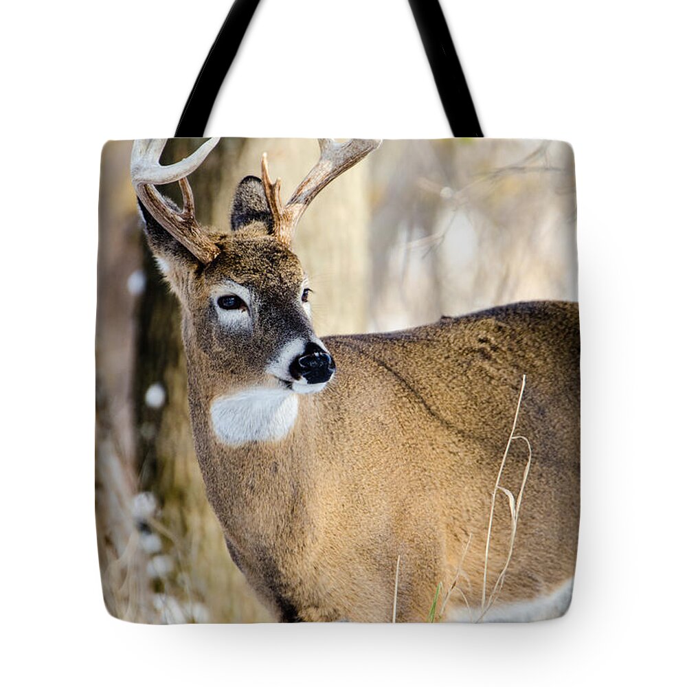 Deer Tote Bag featuring the photograph Winter Buck by Steven Santamour