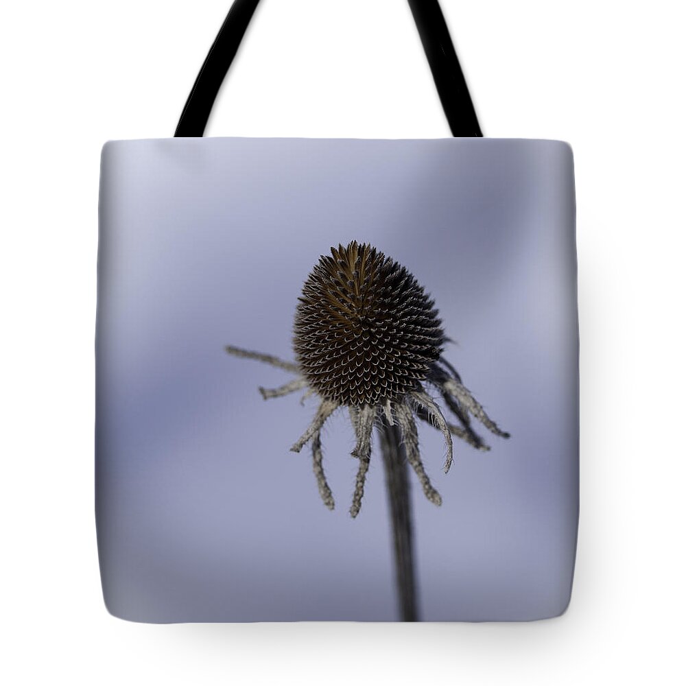 Cone Flower Tote Bag featuring the photograph Winter Cone Flower by Thomas Young
