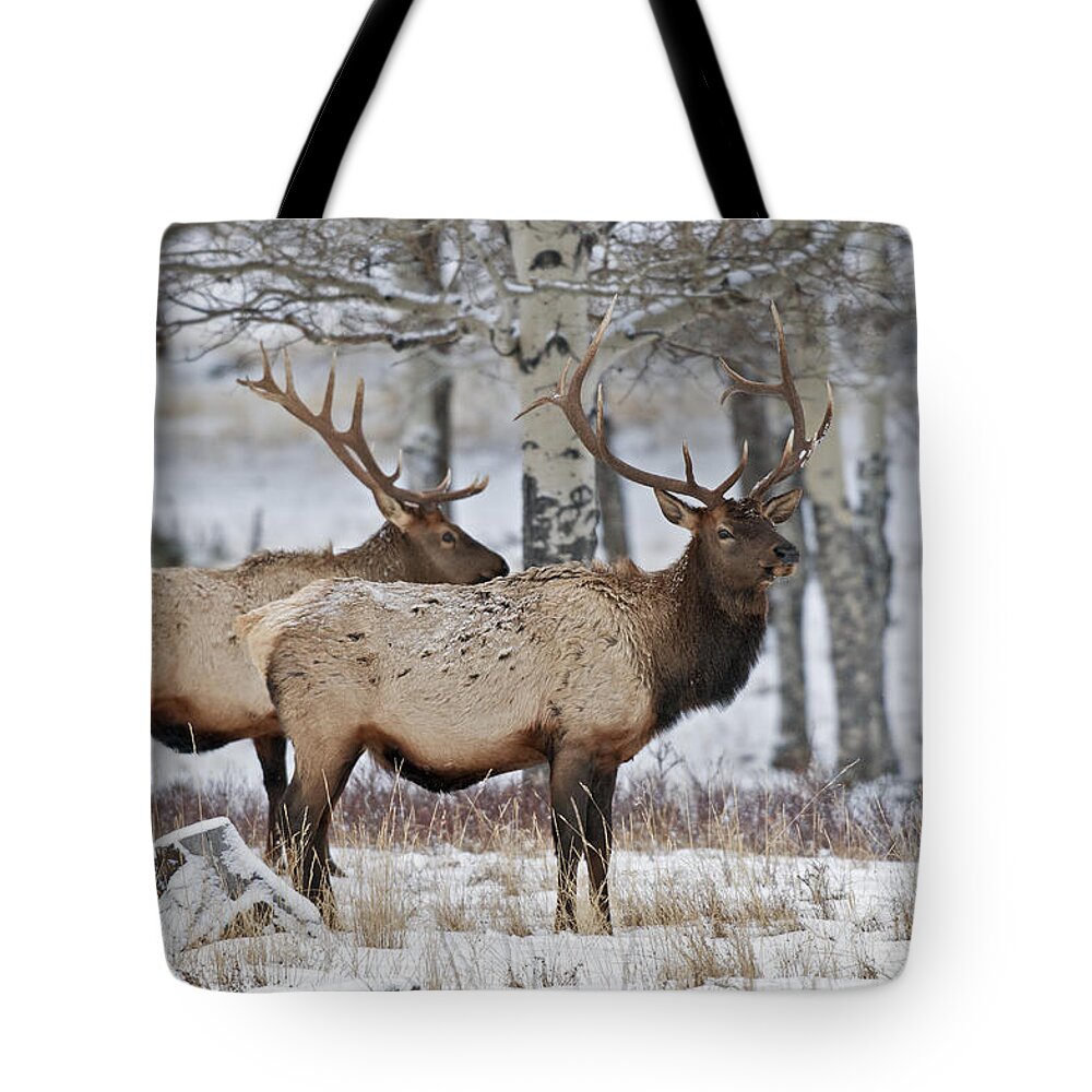Winter Tote Bag featuring the photograph Winter Elk by Gary Langley