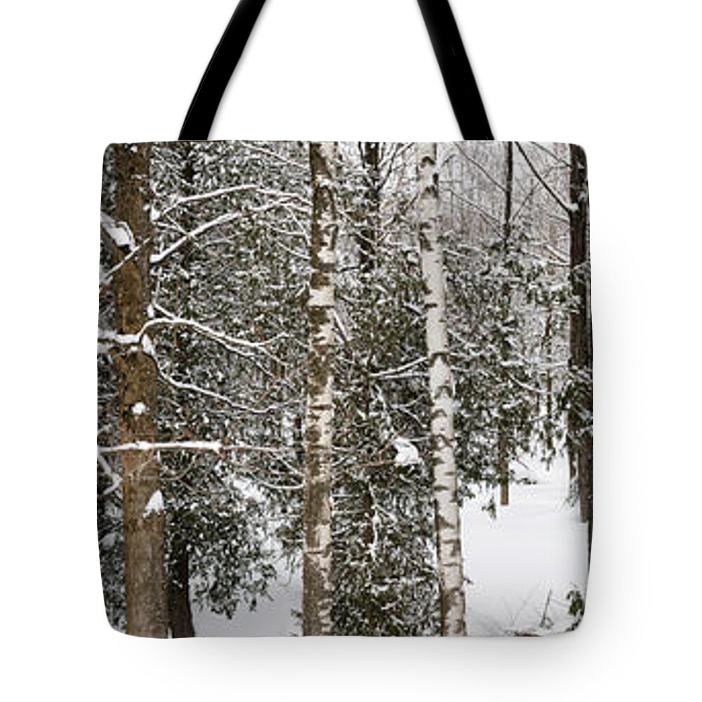 Forest Tote Bag featuring the photograph Winter forest landscape panorama by Elena Elisseeva