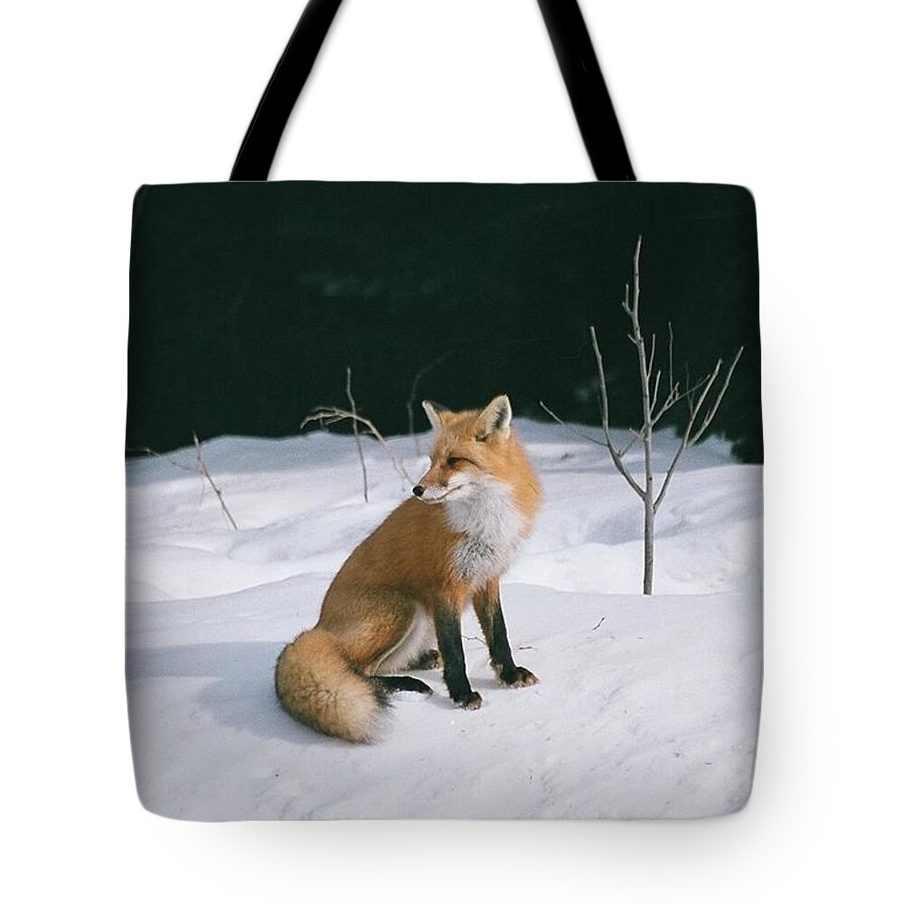 Wildlife Tote Bag featuring the photograph Winter Fox by David Porteus