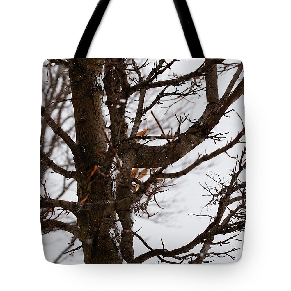 Winter Tote Bag featuring the photograph Winter by Linda Shafer