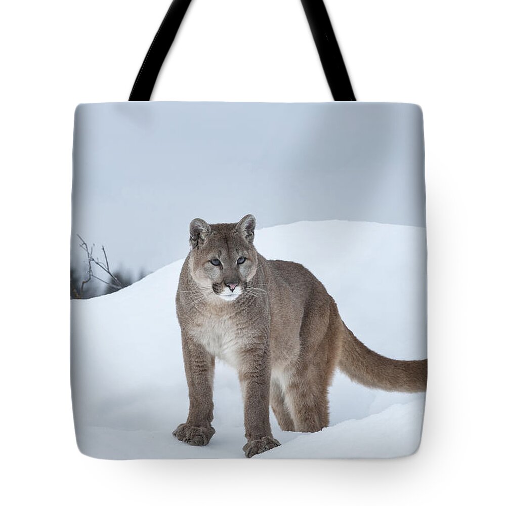Wildlife Tote Bag featuring the photograph Winter Mountain Lion by Sandra Bronstein
