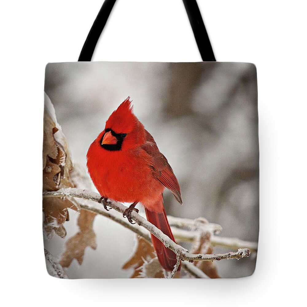 Animal Tote Bag featuring the photograph Winter Northern Cardinal by Lana Trussell