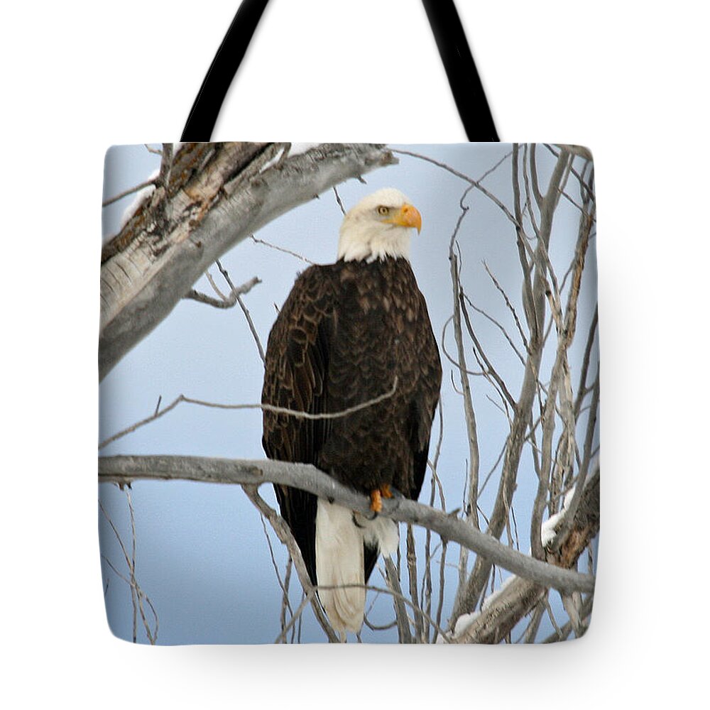 Wildlife Tote Bag featuring the photograph Winter Perch by Bob Hislop