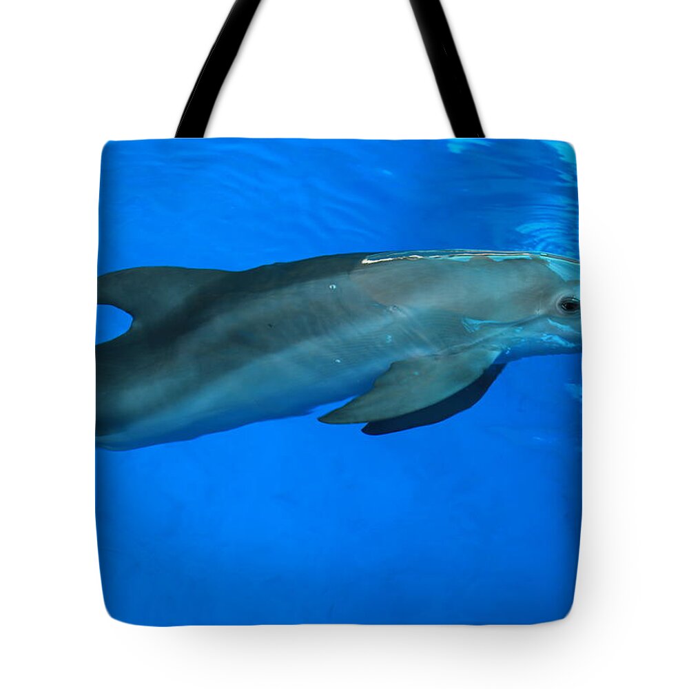 Nature Tote Bag featuring the photograph Winter the Dolphin by Doug McPherson