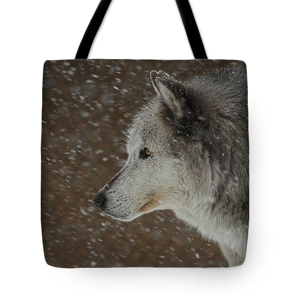 Wolf Art Tote Bag featuring the photograph Winter Wolf by Steve McKinzie