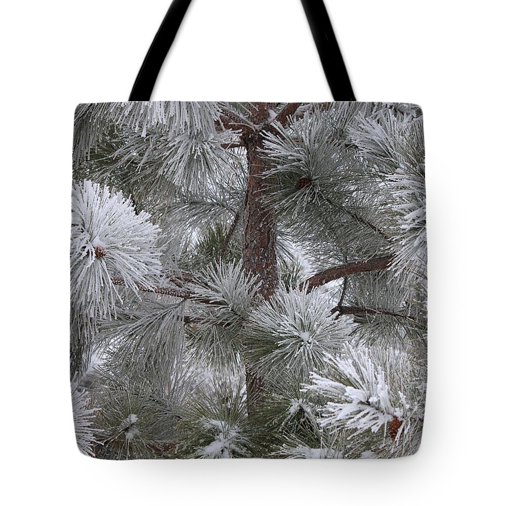 Pine Tree Tote Bag featuring the photograph Winter's Gift by Penny Meyers