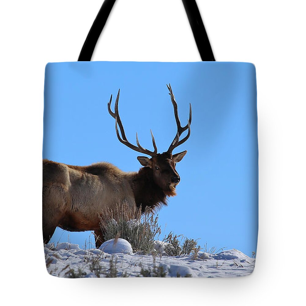 Elk Tote Bag featuring the photograph With Age Comes Wisdom by Marty Fancy
